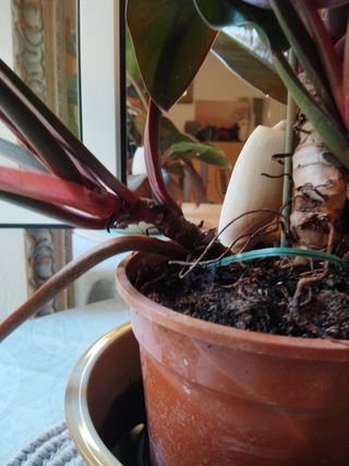 Philodendron Monstera Planta Viva