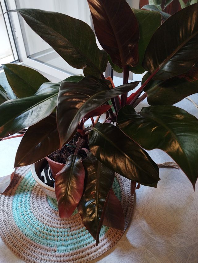 Philodendron Monstera Planta Viva