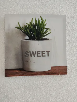 Cuadro Decorativo Planta Suculenta SWEET HOME
