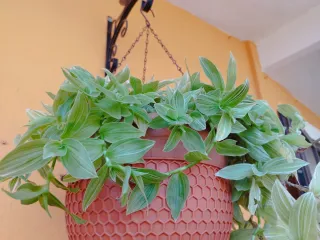 Tradescantia fluminensis albovittata