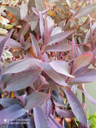 Varias plantas ,Tradescantia Zebrina,verdes morada
