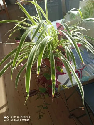 Varias plantas ,Tradescantia Zebrina,verdes morada