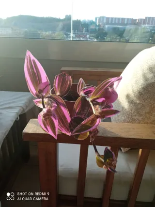 Varias plantas ,Tradescantia Zebrina,verdes morada