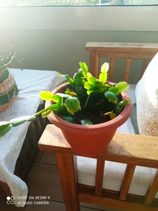 Varias plantas ,Tradescantia Zebrina,verdes morada