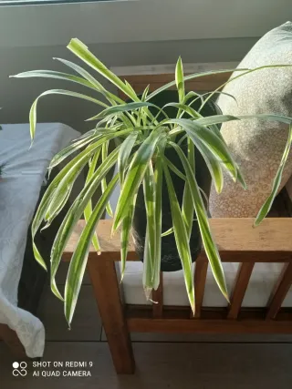 Varias plantas ,Tradescantia Zebrina,verdes morada