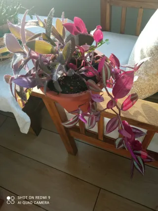 Varias plantas ,Tradescantia Zebrina,verdes morada