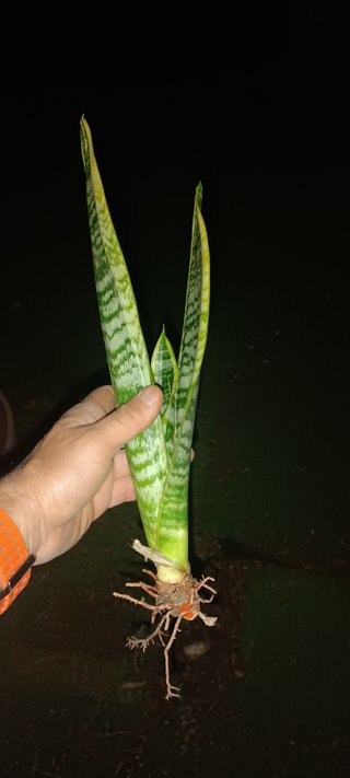 Sansevieria trifasciata planta