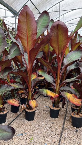 Musa ensete maurelii - Banano Rojo