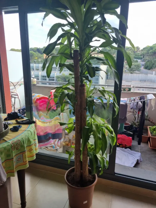 Planta dracaena de 2m