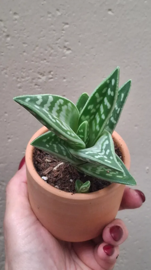 Aloe variegata pianta succulenta