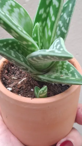 Aloe variegata pianta succulenta
