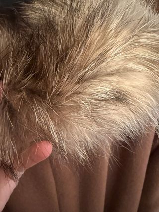 Abrigo Weinberg con cuello de piel nuevo