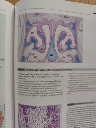 Wheater's. Histología Funcional + CD-ROM en ing...