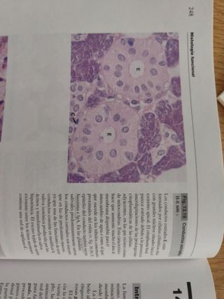Wheater's. Histología Funcional + CD-ROM en ing...