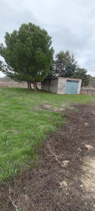 Parcelas de regadío con  casa y pinar junto al río