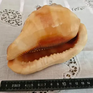 Conchiglia Cypraicassis rufa famiglia Cassidae