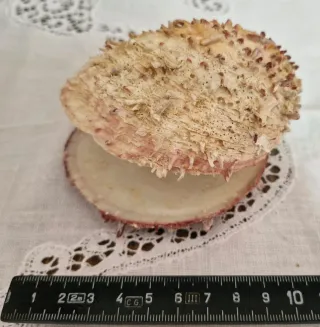 Conchiglia Spondylus gaederopus