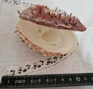 Conchiglia Spondylus gaederopus