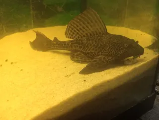 Pecera de cristal y plástico