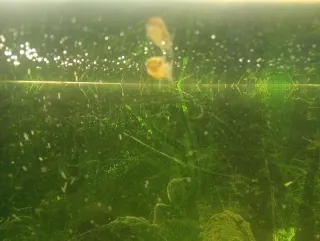 Pecera de cristal y plástico