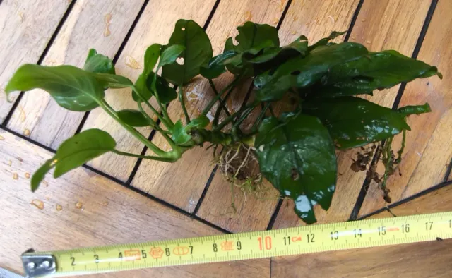 Rizomas de Anubias de 10 a 16 hojas de tamaño M