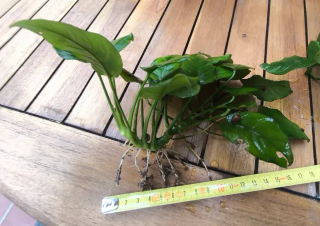 Rizomas de Anubias de 10 a 16 hojas de tamaño M