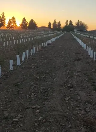 Finca de olivos en Valdepeñas