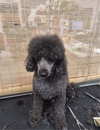 Servicio Peluquería Canina Profesional