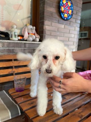 Servicio Peluquería Canina Profesional