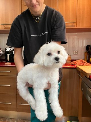 Servicio Peluquería Canina Profesional