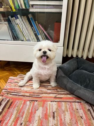 Servicio Peluquería Canina Profesional