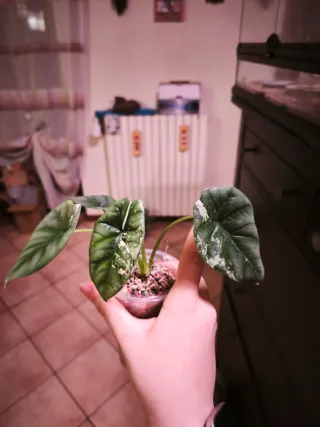 Alocasia Sinuata Albo Cormo