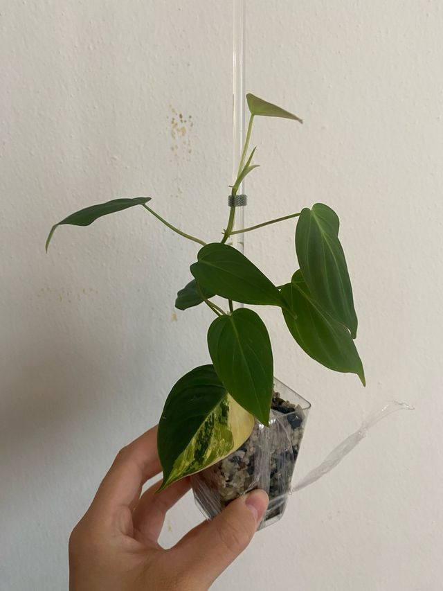 Philodendron Micans (reverted)