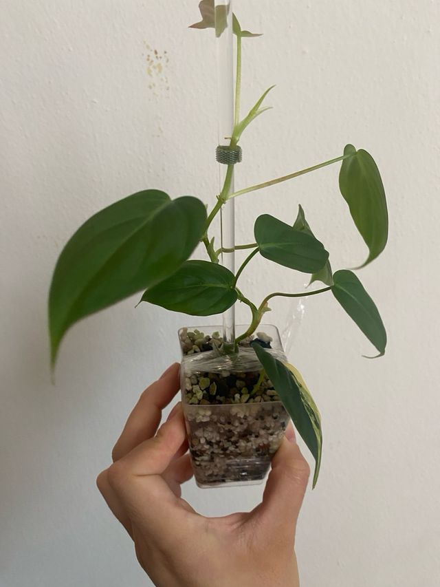 Philodendron Micans (reverted)