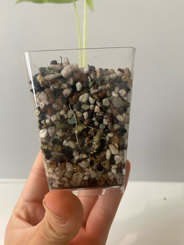 Alocasia Frydek (Low) Variegata n.4