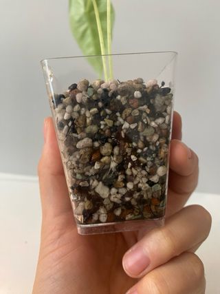 Alocasia Frydek (Low) Variegata n.4