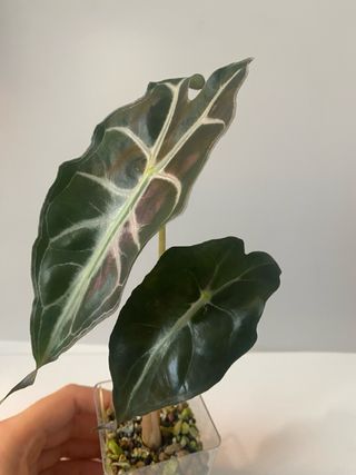 Alocasia Venom n.4