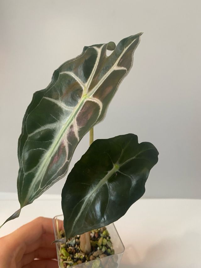 Alocasia Venom n.4
