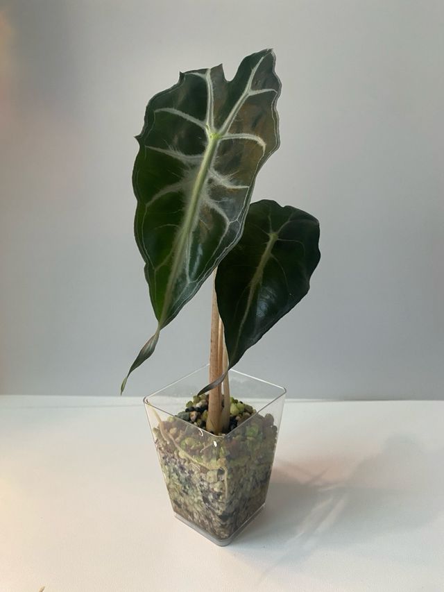 Alocasia Venom n.4