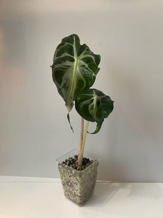 Alocasia Venom n.5