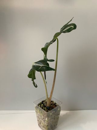Alocasia Venom n.5