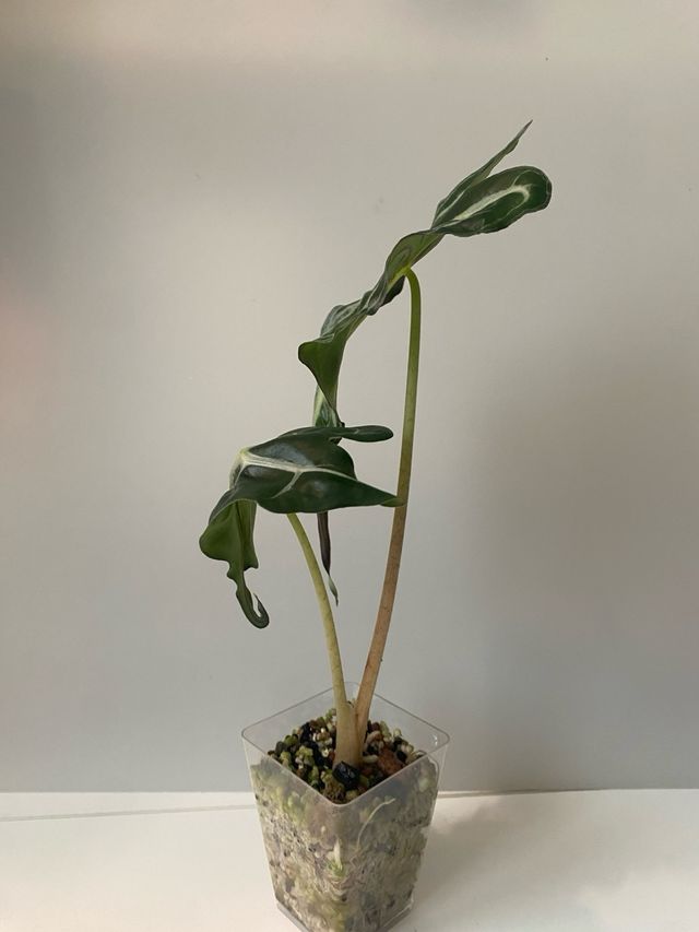 Alocasia Venom n.5