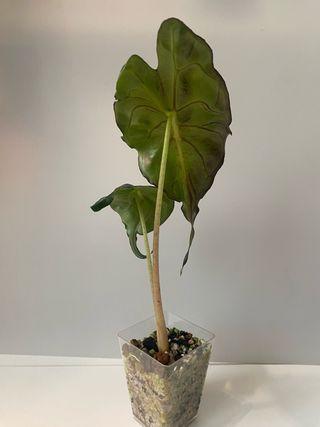 Alocasia Venom n.5