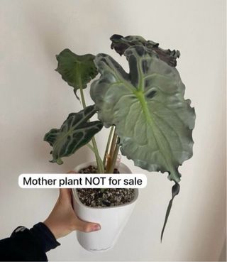 Alocasia Venom n.5