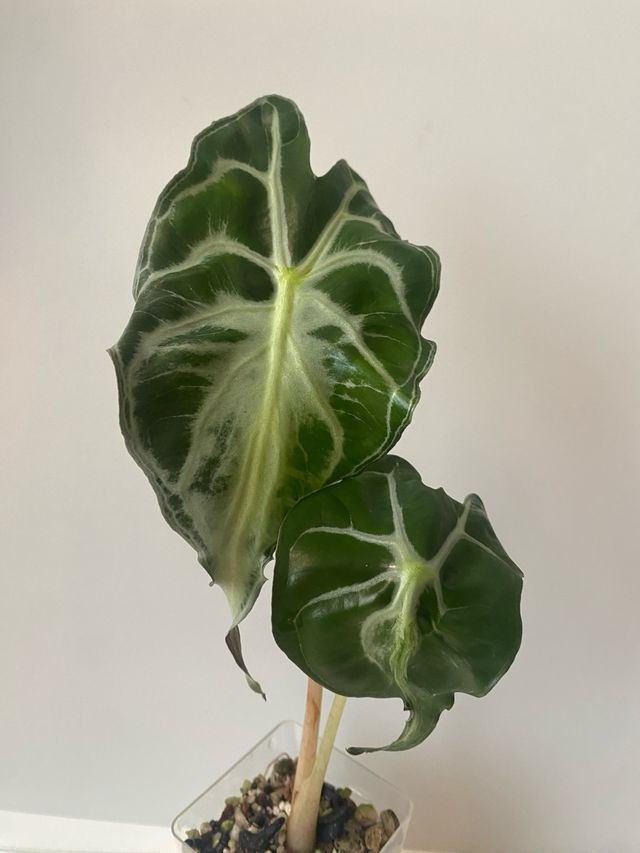 Alocasia Venom n.5