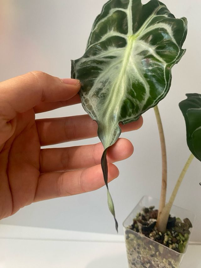 Alocasia Venom n.5
