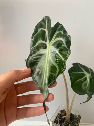 Alocasia Venom n.5