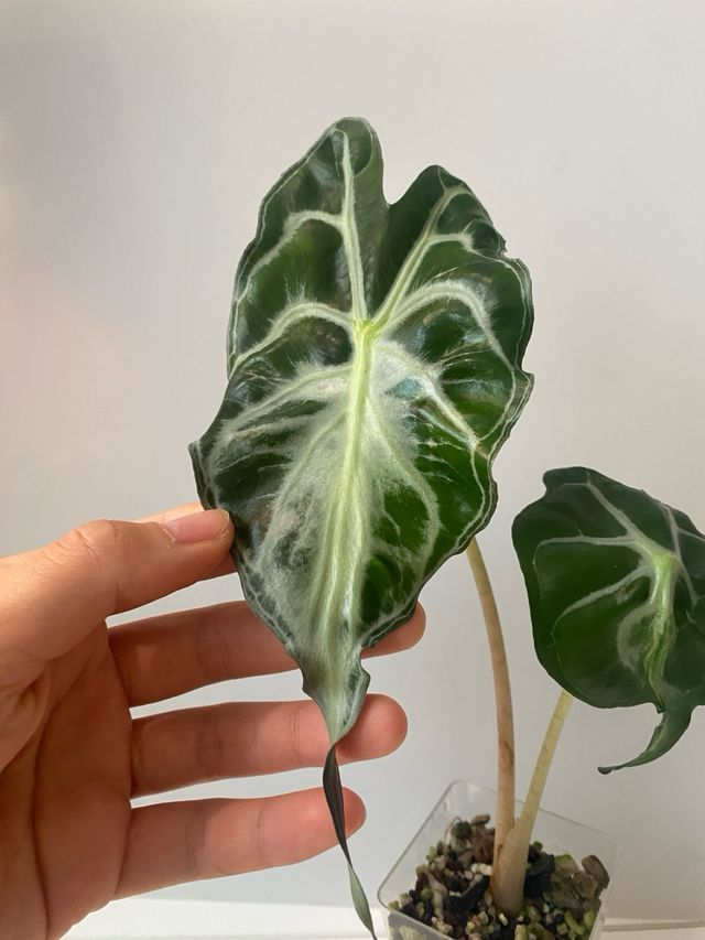 Alocasia Venom n.5
