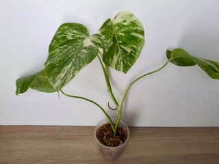 Esqueje apical 4 hojas Monstera Albo Variegata