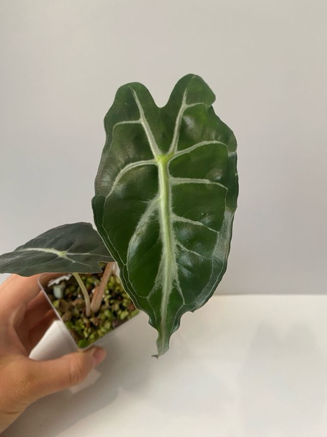 Alocasia Venom n.7